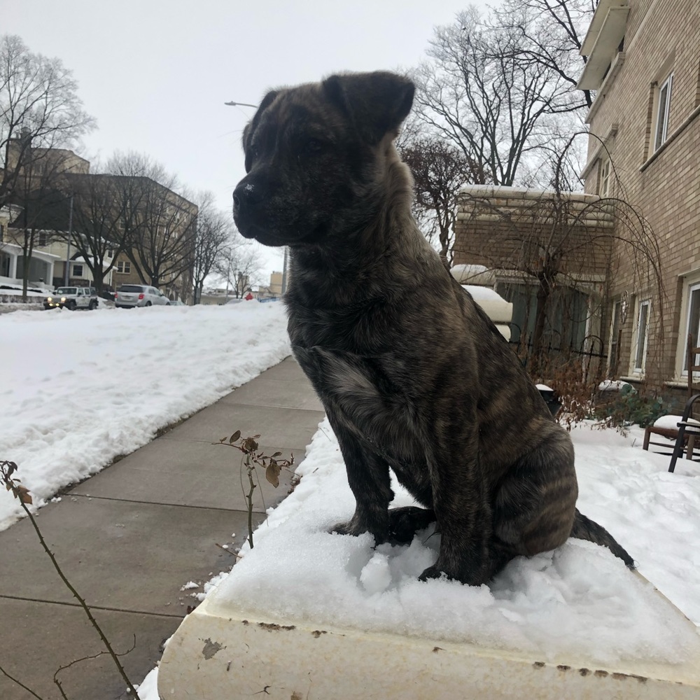 Meet your Posher, Teddy